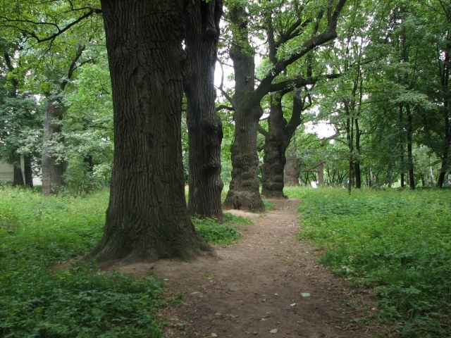 Деревья парков москвы